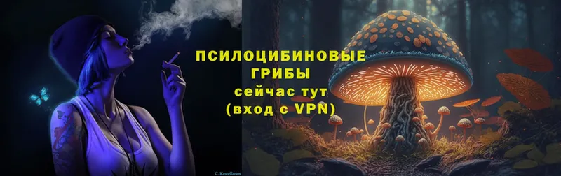 Галлюциногенные грибы Psilocybine cubensis  Злынка 